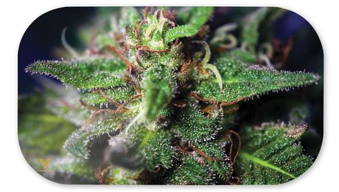 89% DISCOUNT - V Syndicate-Mag-Slaps-Medium-Blue Dream